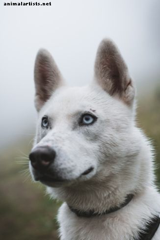 कुत्ते की - माई साइबेरियन हस्की गाइड