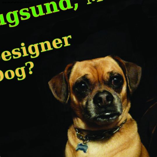 Mutt ή Designer Dog;  Χρήσιμες πληροφορίες για το Pugsunds