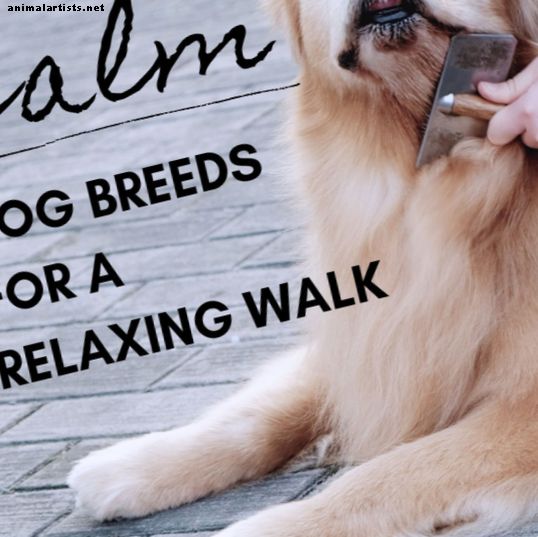Hunde - 8 beste ruhige Hunderassen für einen entspannenden Spaziergang