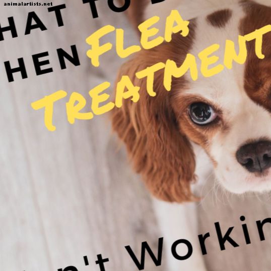 Razlozi zašto tretman protiv buha vašeg psa ne djeluje i što učiniti