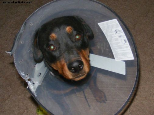 Psi - Zdravje psov: kako preprečiti psu žvečenju rane