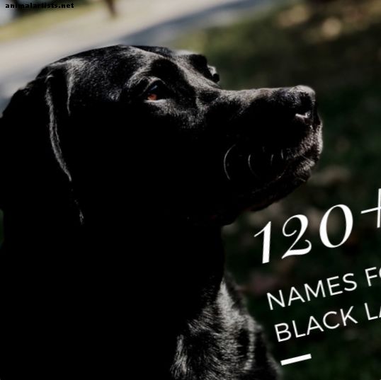 120+ imenitnih imen psov za črne laboratorije ali labradorce