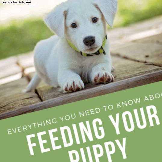 Todo lo que necesitas saber sobre alimentar a un cachorro