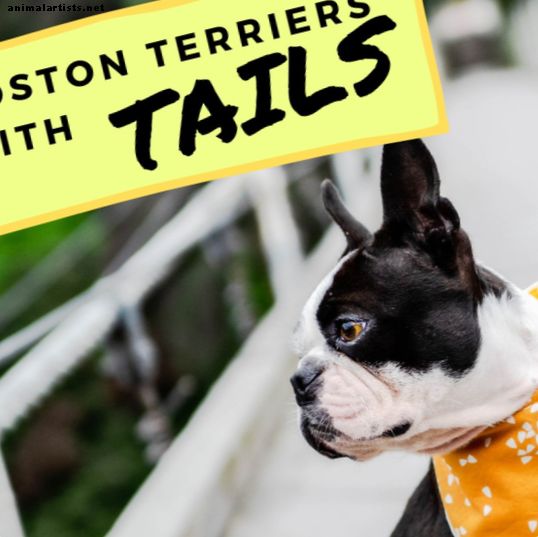 ¿Los Boston Terriers tienen cola?