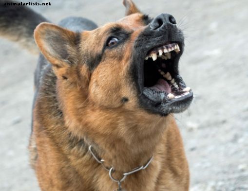 Pavojingų ir agresyvių šunų įspėjamieji ženklai ir priežastys