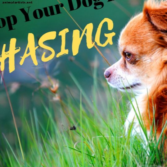 Cómo evitar que tu perro persiga o ataque a otros animales - Perros
