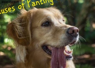 15 causas de jadeo en perros - Perros
