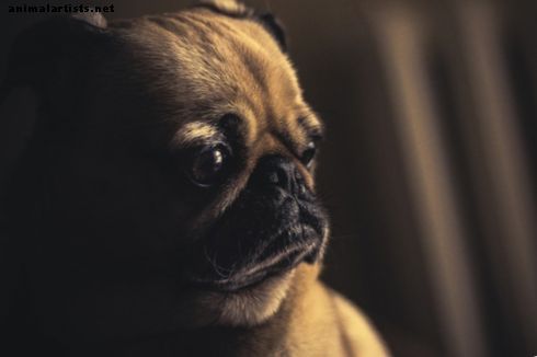 Šunys - Kaip padėti šuniui dėl atskyrimo nerimo