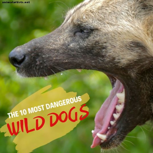 Los 10 perros salvajes más peligrosos: tanukis, dingos y más