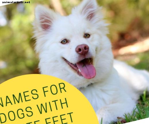 50 imena za pse s bijelim nogama