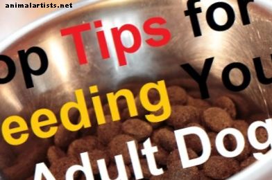 Hoe uw volwassen hond te voeden voor maximale gezondheid en voeding