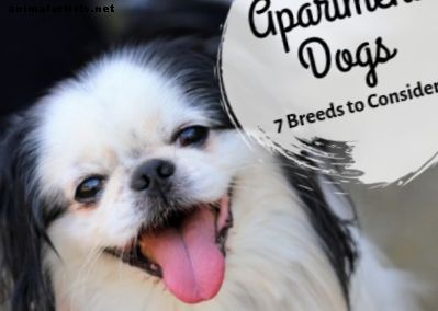 Septynios geriausios mažų šunų veislės bute