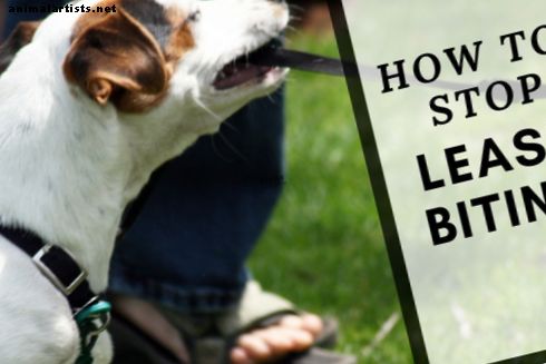 psi - Kako spriječiti psa da ugrize za povodac