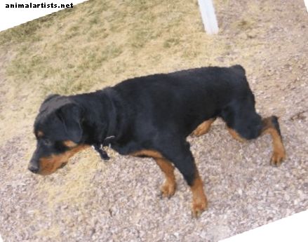 Psi - Kako ugotoviti, če pes markira ali urinira