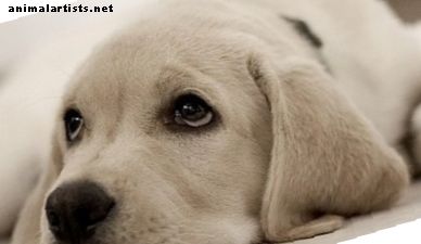 Perros - Siete razas de perros felices que a tu familia le encantarán