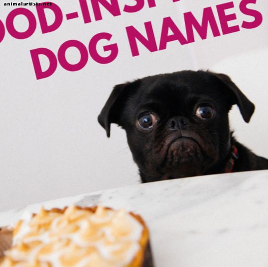 Šunys - 200 ir daugiau žavių, skanių maisto įkvėptų šunų vardų (maistui)