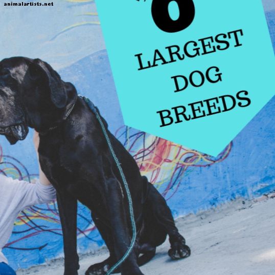 As 6 maiores raças de cães