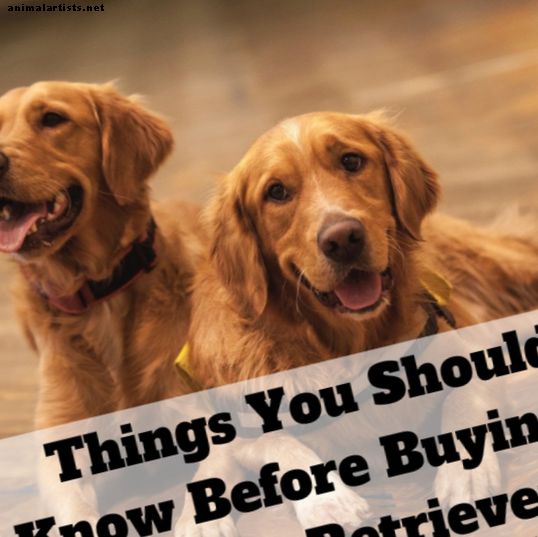 13 saker att tänka på innan du köper en Golden Retriever