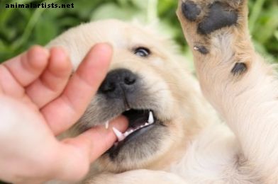 Koerad - Kuidas saada kutsikakoer hammustamise lõpetamiseks
