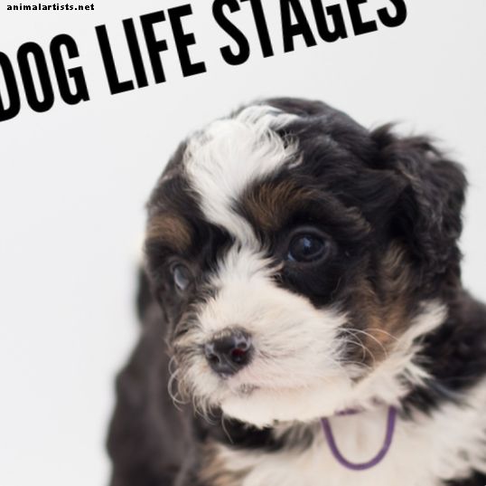 Etapas de la vida del cachorro: desde el nacimiento hasta la edad adulta