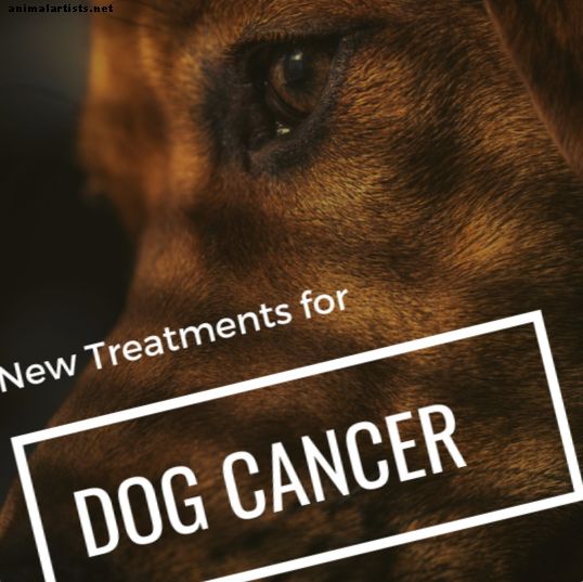 Hundens hemangiosarkom: påviste nye behandlinger som forlenger livet - hunder