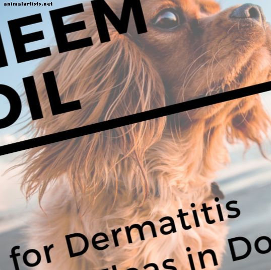 Neem olej pre psov zastavuje svrbenie, uzdravuje pokožku a odpudzuje blchy a komáre