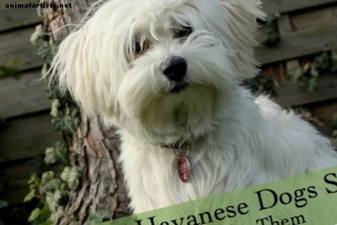 Hundar - Havanese hundtemperament och vård