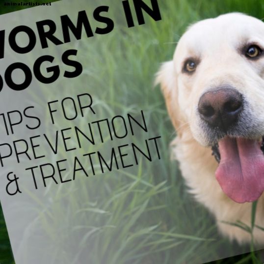 Zarnu tārpi suņiem: simptomi un ārstēšana
