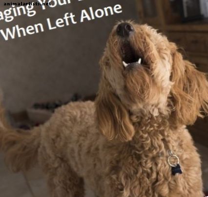 Kuidas toimida koertega, kes hauguvad, kui nad üksi jäävad
