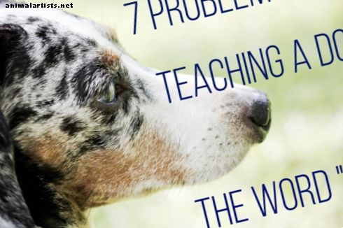 7 problemos mokant šunį žodį „Ne