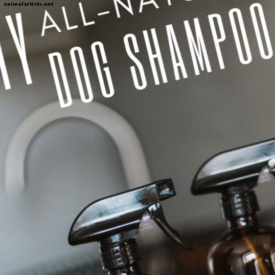 All-Natural Homemade Dog Shampoo Recept