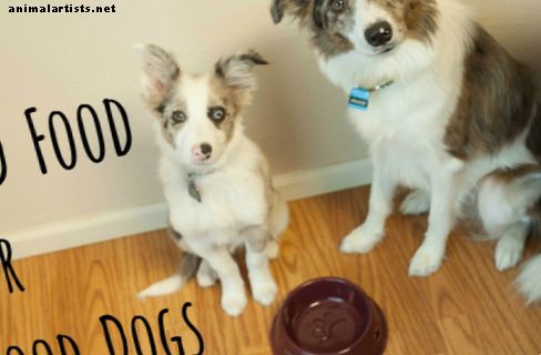 10 الأطعمة الشعبية التي يمكن أن تقتل الكلب الخاص بك - الكلاب