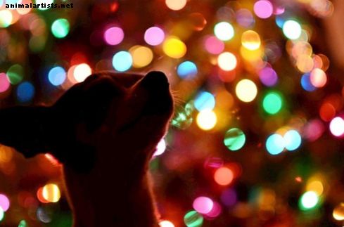 Come mantenere un cane sicuro durante le vacanze di Natale