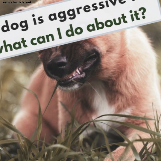 Kuinka estää tai vähentää alueellista aggressiota koirilla