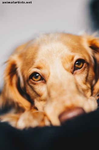 Suņu urīnceļu infekcijas: vai ir nepieciešami dārgi testi?