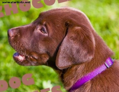 Perros - Más de 30 nombres de perros dulces para un Labrador Retriever de chocolate