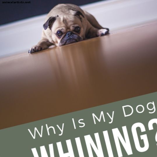 Comment faire pour empêcher un chien de pleurnicher?