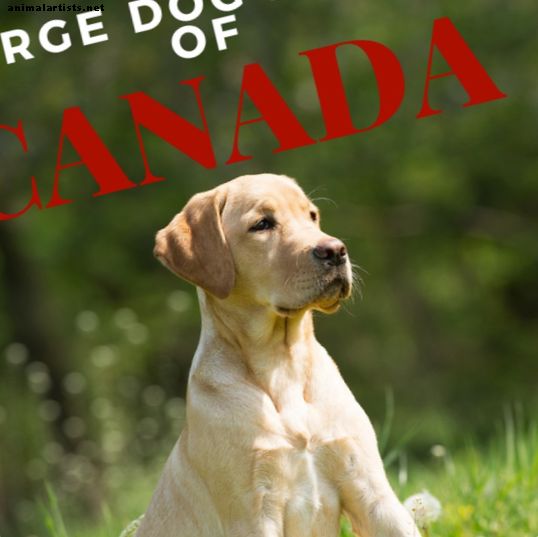 Las mejores razas de perros grandes de Canadá
