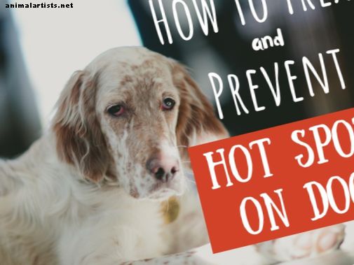 Kaip gydyti jūsų šuns karštas vietas namuose be veterinarijos gydytojo