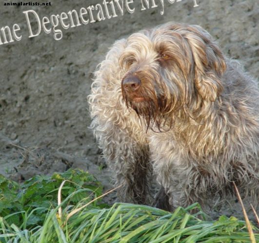 Degeneratiivinen myelopatia (DM) koirilla