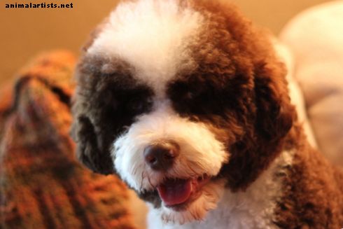Cinco razas de perros hipoalergénicos que son geniales con los niños - Perros