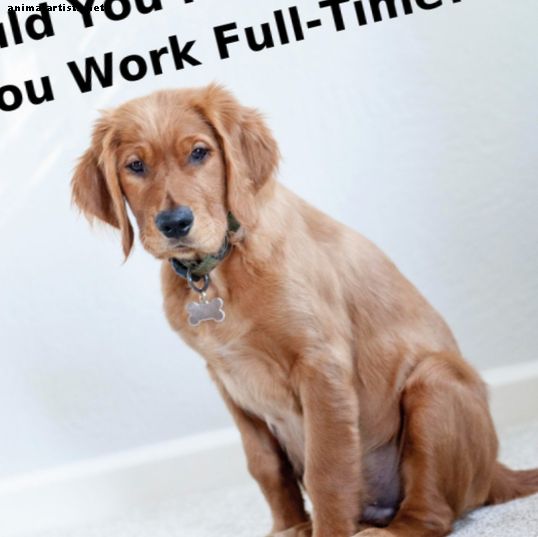Onko oikein pitää koiraa, jos työskentelet kokopäiväisesti?