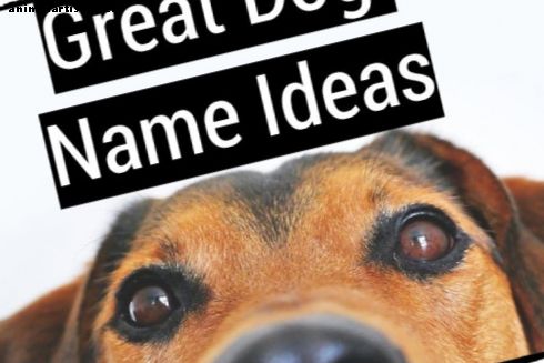 Grandes ideas de nombres de perros