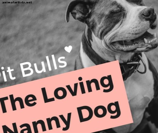 Quebrando o estigma do pitbull: uma história do "cão-babá - Cães