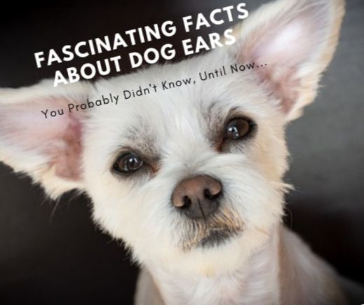 Chiens - 30 faits fascinants sur les oreilles de chien