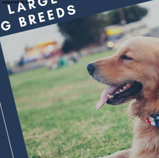 33 races de chiens de grande taille les plus populaires et comment les prendre en charge - Chiens