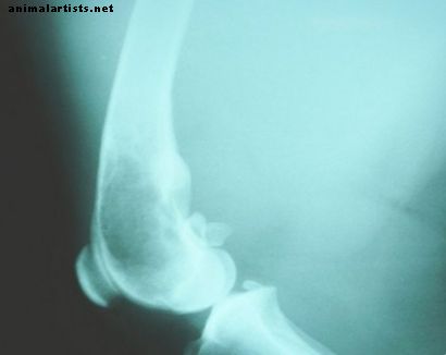 Sinais de osteossarcoma (câncer ósseo) em cães