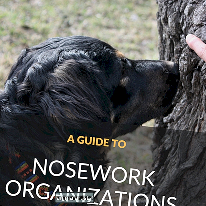 Una guía para principiantes sobre organizaciones de nosework - PERROS