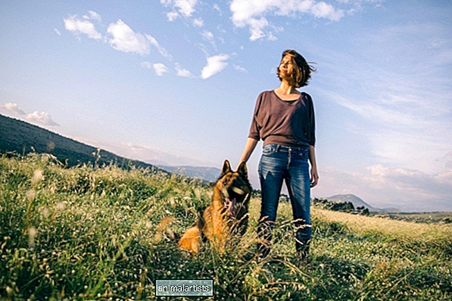 Una guida ai cani da terapia del pastore tedesco