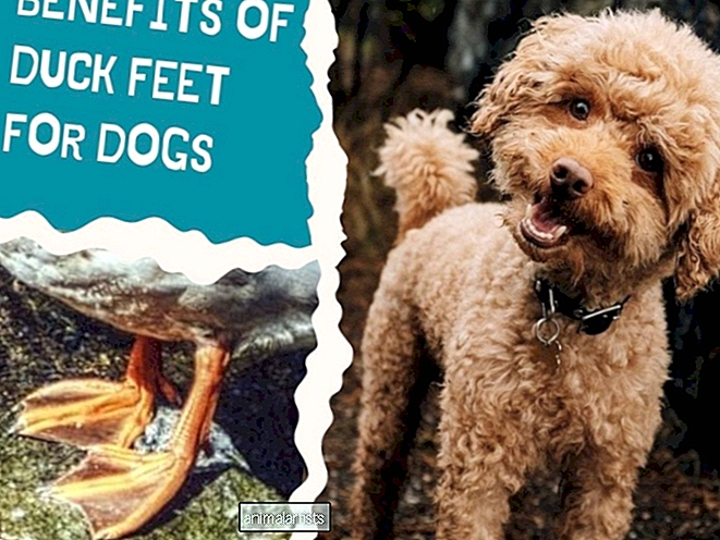 Fördelar med ankfötter för hundar: Naturliga hundgodis